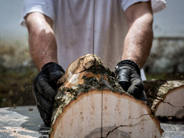 istock Man cutting sawing a log in his back yard 1146926957