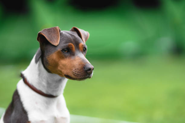 Brazilian terrier portrait on a green grass background stock photo