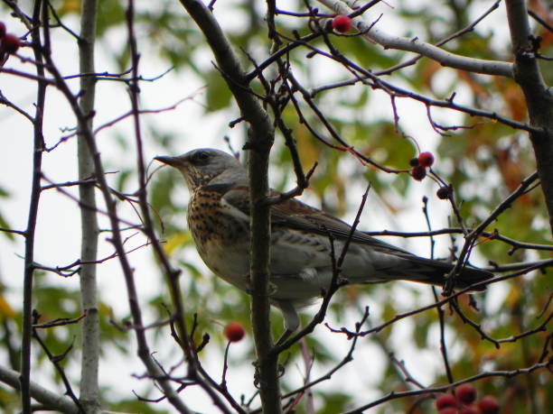 istock Bird whistle sitting on a branch. 1146931827