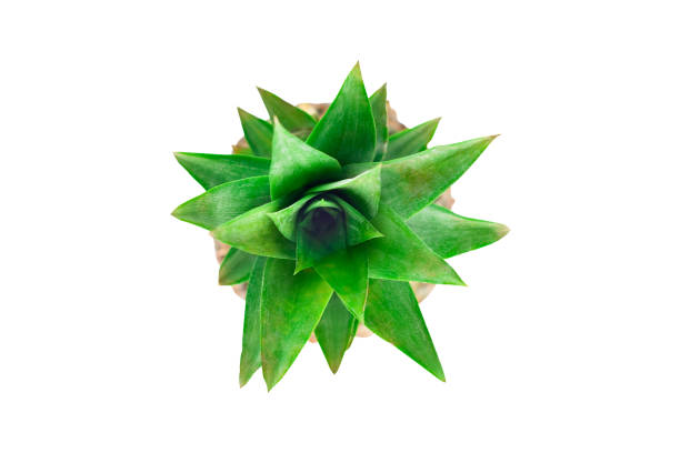 istock Single whole fresh ripe pineapple with green leaves isolated on white background. Top view 1146933432