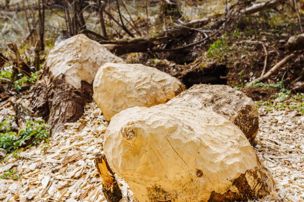 istock Wood trunks eaten by beavers. Bite marks on the tree 1146934858