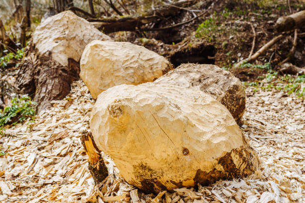 istock Wood trunks eaten by beavers. Bite marks on the tree 1146934859
