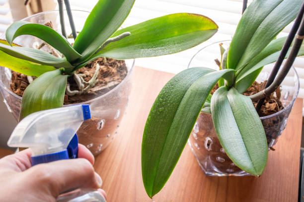 Hand sprays Phalaenopsis orchid leaves with water and fresh dew on leaves stock photo