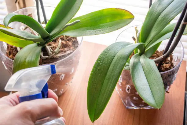 Photo of Hand sprays Phalaenopsis orchid leaves with water and fresh dew on leaves