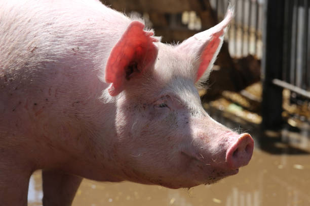 Extreme close up portrait of young pig sow Portrait closeup of clearly washed young pig sow summertime sow pig stock pictures, royalty-free photos & images