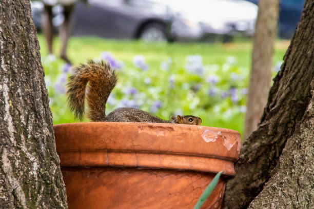 Cute squirrel in a clay flower pot between two trees in a park with blurred flowers and parked cars in distance Cute squirrel in a clay flower pot between two trees in a park with blurred flowers and parked cars in distance squirrels in flower pots stock pictures, royalty-free photos & images