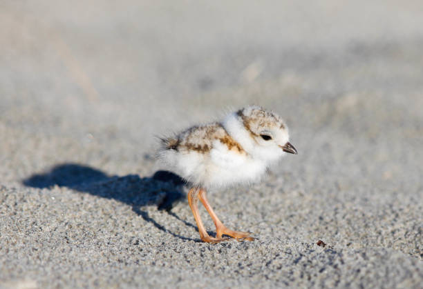 istock Piping Plover Chick Detailed Focus One Day Old 1146939118