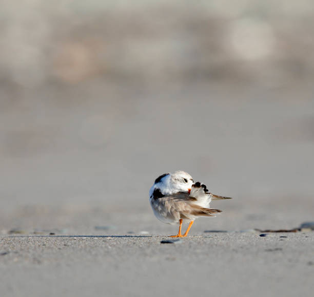 istock Piping Plover Adult Preening 1146939124