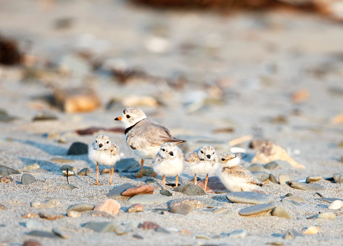 Here we have a rare shot of a family interacting. The Piping Plover, or Charadrius Melodus is a sparrow-sized, camouflaged, coastal waterbird and a threatened species that came close to extinction. The piping plover is a migrating shorebird that nests along the Atlantic coast and the Great Lakes of the United States. The bird is federally protected by critical habitat designations and management. The piping plover is a pale colored bird with light grey plumage and orange legs. Piping Plover protection and bird conservation is a hot topic once beaches open on the east coast. Mandated plover enclosures are erected to protect the plover habitat and nesting regions. Wildlife officials and the federal government work to protect the Piping Plover against natural predators and humans through education and management.