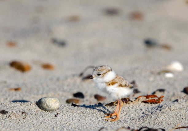 istock Piping Plover One Day Old Searches for Food 1146939151
