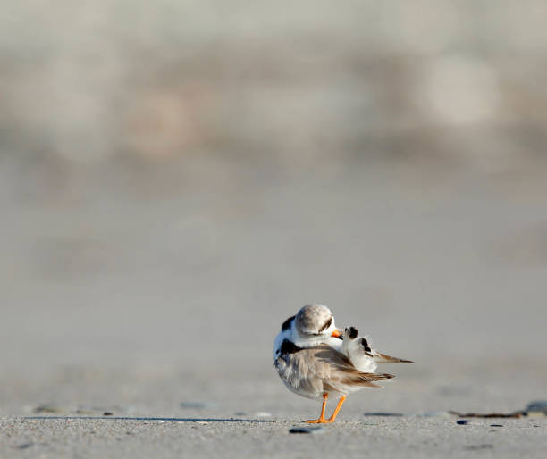 istock Piping Plover Preens Tail Feathers 1146941297