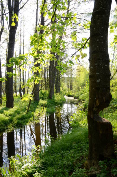 istock River amidst a forest in spring with tree cut by a beaver 1146945329