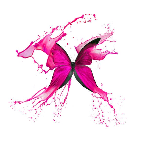 istock pink butterfly in paint splash isolated on a white background 1146945350