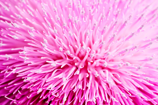 macro of beautiful blooming milk thistle, vivid pink color