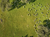 Aerial view of a green field with a lake, holm oaks and a large flock of sheep.