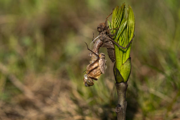 istock Beautiful nature scene with Downy emerald (Cordulia Aenea). 1146947358