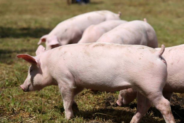 istock Piglets walking around on animal farm outdoors rural scene 1146949355