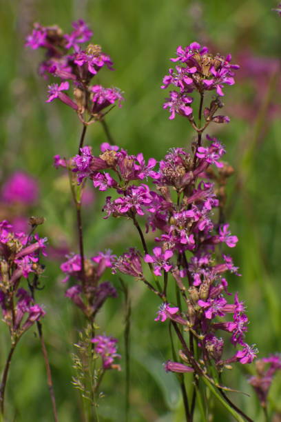 istock pink flowers on a green background 1146952634