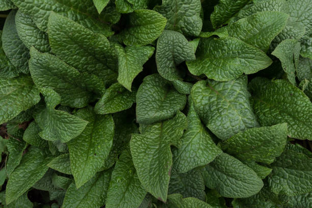istock Abstract background of green leaves. Top view 1146952729
