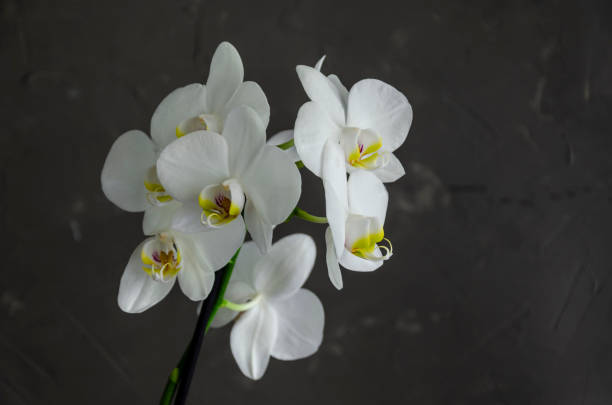 istock White orchid flowers against a gray plaster 1146954925