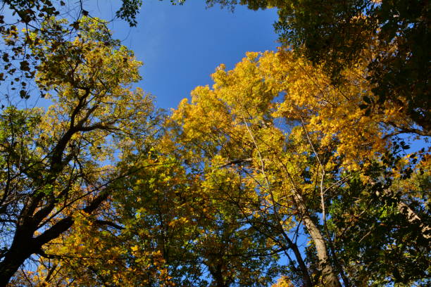 istock Shenandoah National Park in Autumn 1146956033