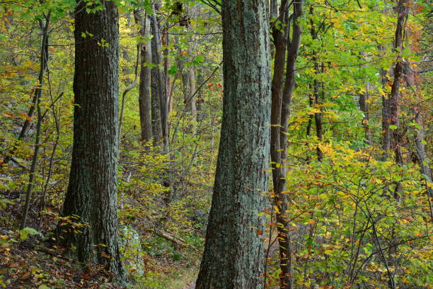 Appalachian Trail stretch of Connecticut