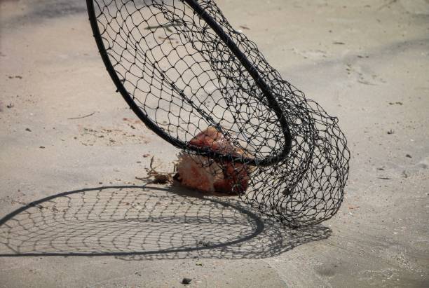 istock Catching sea life 1146957989