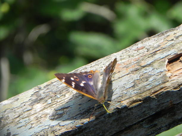 istock The butterfly unfolded its wings. 1146958578