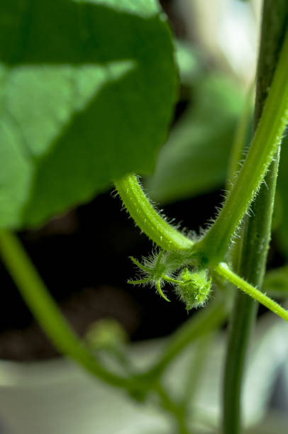 istock Cucumber seedlings with buds and cucumber ovaries 1146958638