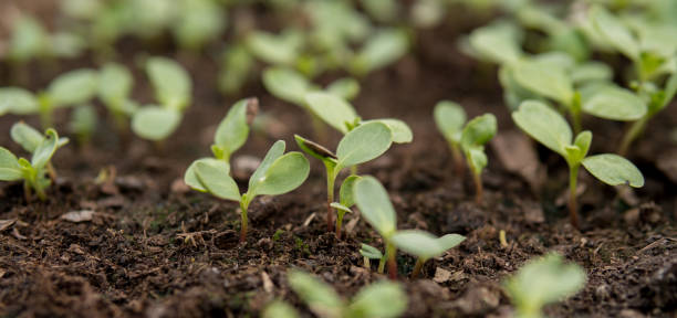 istock detail of cucmber seedlings 1146958711