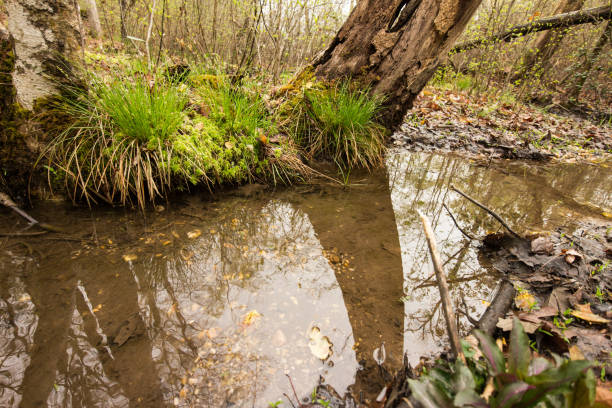 Forest Creek stock photo