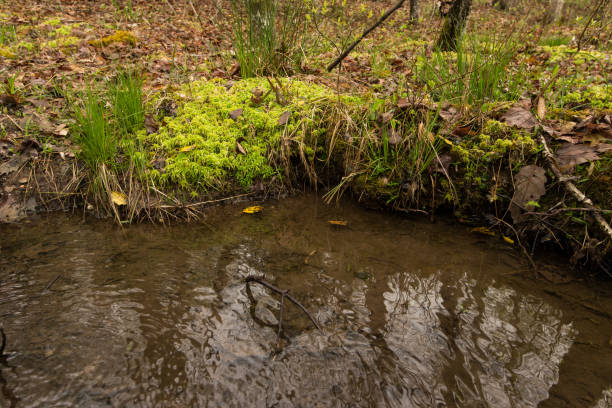 Forest Creek stock photo