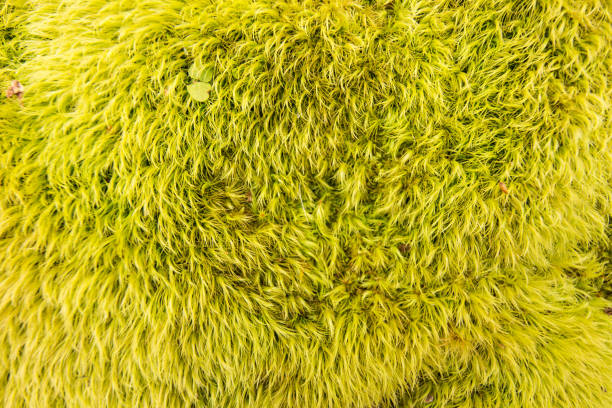 Moss stock photo