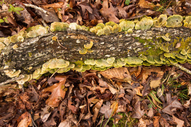 Fungus stock photo