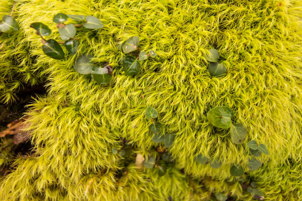 Moss stock photo