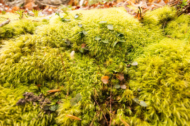 Moss stock photo