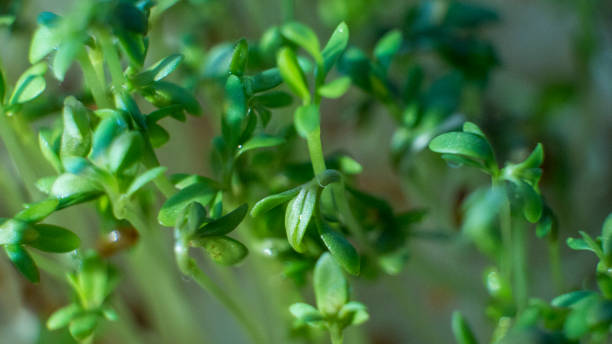 istock Garden cress young plants from above 1146959692