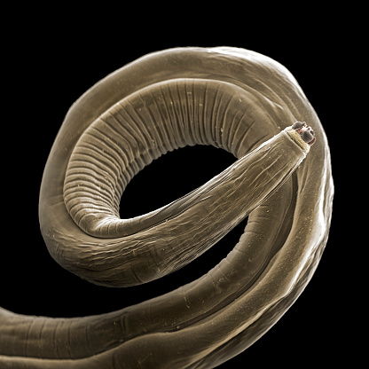 The roundworm, Contracaecum rudolphii, is a parasitic nematode belonging to the family Anisakidae. Fish are by far the main source of infection as they serve as intermediate host of the nematodes. The final hosts are marine mammals (e.g. seals) or piscivorous birds (e.g. cormorants and pelicans). Identification of these nematodes is important in terms of seafood safety and public health, as humans may be infected following consumption of infected seafood. Coloured scanning electron micrograph (SEM), magnified x27 when printed at 10cm wide.