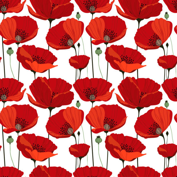 beautiful botanical pattern with red poppies, seamless vector pattern beautiful botanical pattern with red poppies, seamless vector pattern on white background oriental poppy stock illustrations