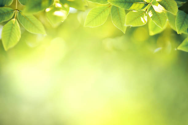 istock Background nature green leaf on blurred greenery in forest with copy space. 1146959826