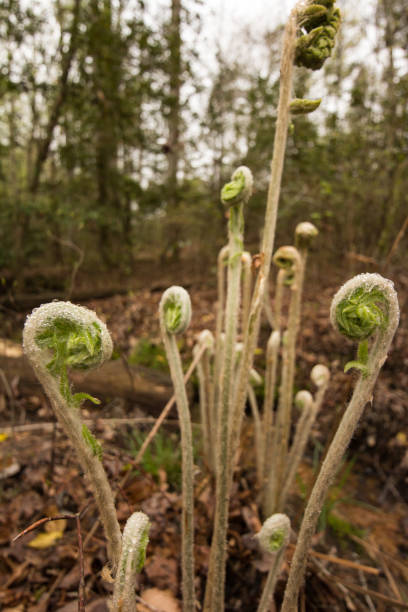 Ferns stock photo