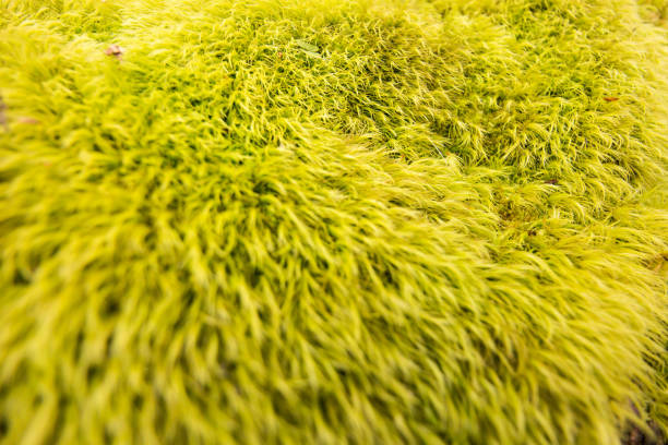 Moss stock photo