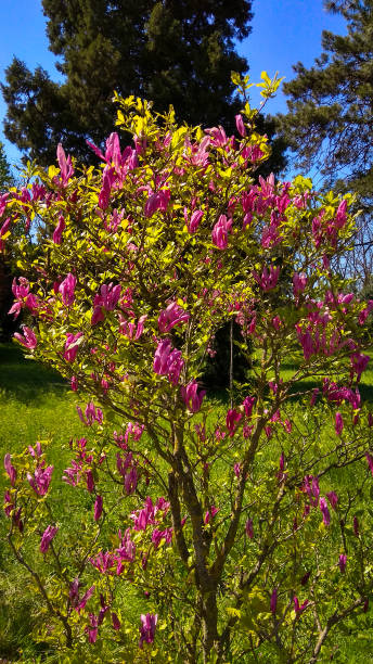 grandes fleurs roses sur un magnolia lilifloras jeune, petit arbre poussant dans la pelouse de l’arbre vert contre les conifères et le ciel bleu. - spring magnolia flower sky photos et images de collection