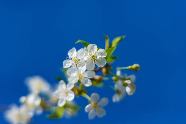 istock It's spring. Cherry blossoms against the blue sky. Abstract blurred background. Beautiful nature scene with flowering branches and morning light. 1146960316