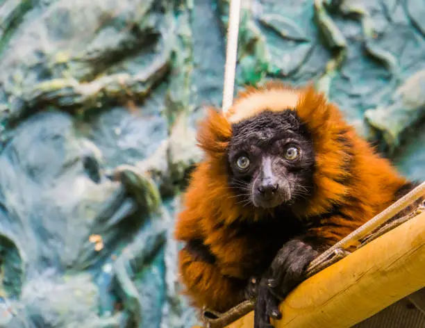 Photo of closeup of a red ruffed lemur monkey, cute tropical primate from Madagascar, critically endangered animal specie