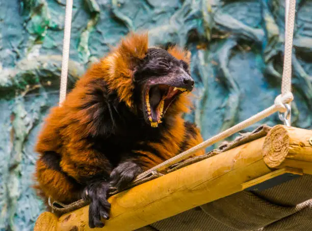 Photo of Red ruffed lemur monkey yawning with wide opened mouth, showing its denture with teeth, funny primate, Critically endangered animal specie from Madagascar