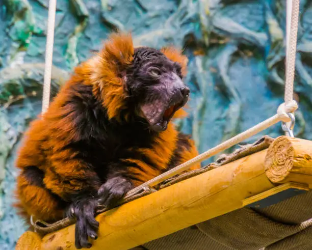 Photo of red ruffed lemur monkey making sound, critically endangered animal specie from Madagascar