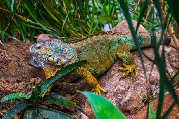 Photo of closeup of a colorful iguana in different colors sitting on a rock, popular tropical reptile pet from America