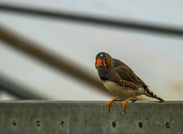 Photo of closeup of a male zebra finch sitting on a metal beam in the aviary, tropical bird from Australia