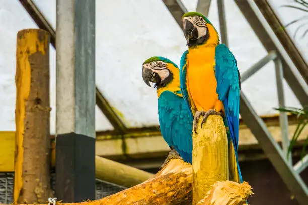 Photo of two blue and yellow macaw parrots sitting together, popular tropical pet from America